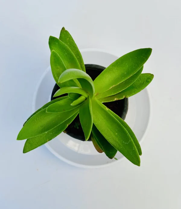 Crassula capitella 'Campfire' Plant - Image 2