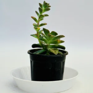 Sedum adolphii Plant