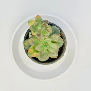 Sedeveria Rolly Plant