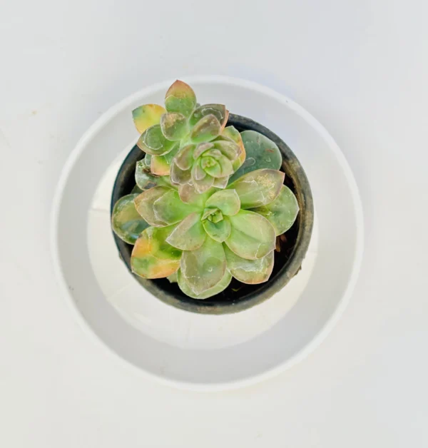 Sedeveria Rolly Plant