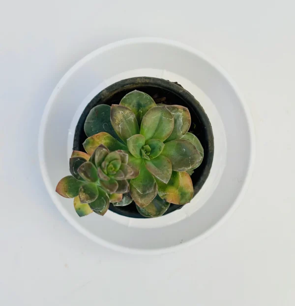 Sedeveria Rolly Plant - Image 2