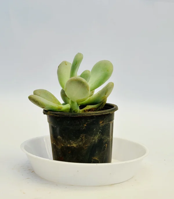 Moonstones Plant - Image 4