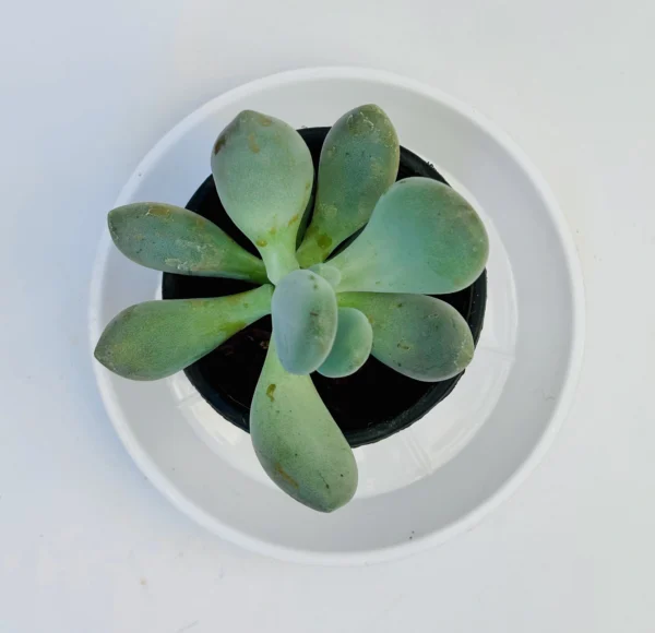 Moonstones Plant - Image 3