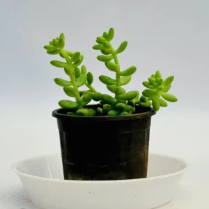 Sedum morganianum Plant