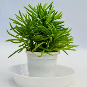 Senecio barbertonicus plant