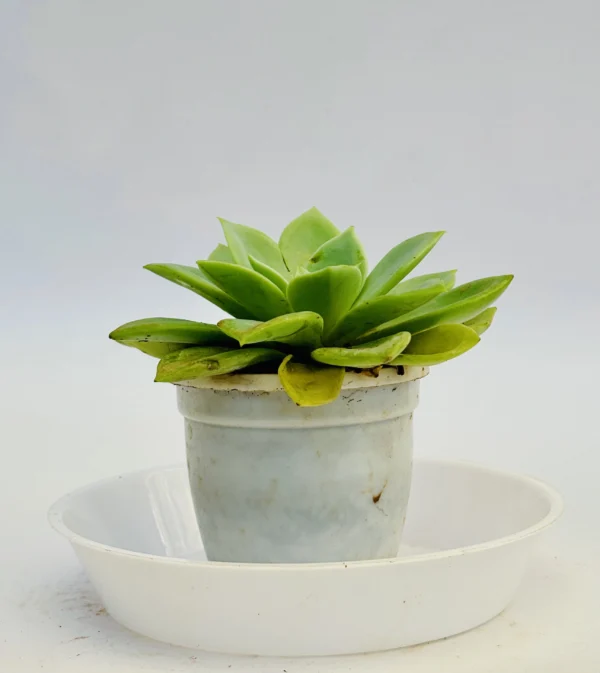 Echeveria Plant - Image 2