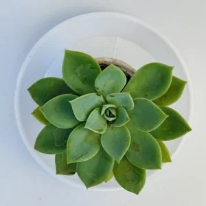 Echeveria Plant