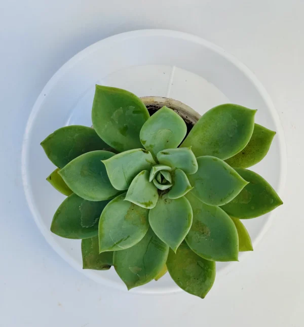 Echeveria Plant