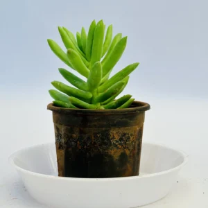 Sedum pachyphyllum plant