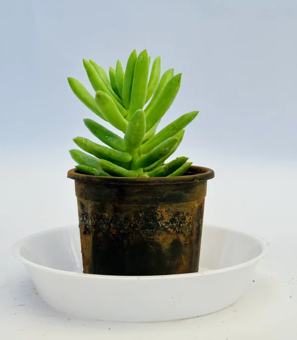 Sedum pachyphyllum plant