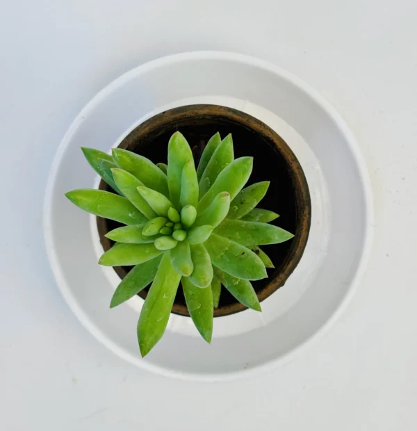 Sedum Pachyphyllum Plant - Image 2