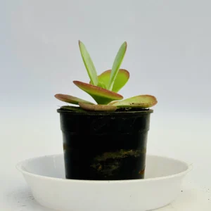 Adromischus cristatus plant
