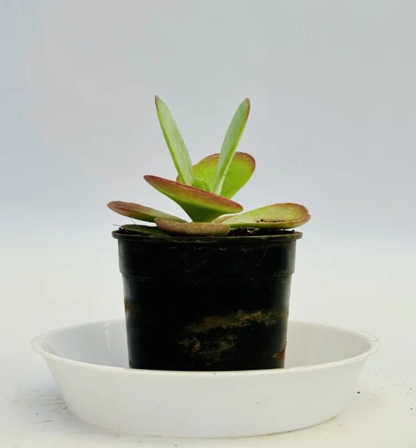 Adromischus cristatus plant