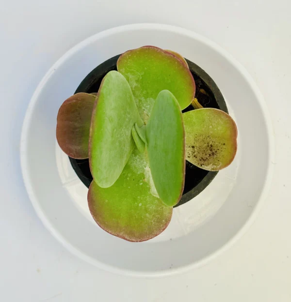 Adromischus Cristatus Plant - Image 2