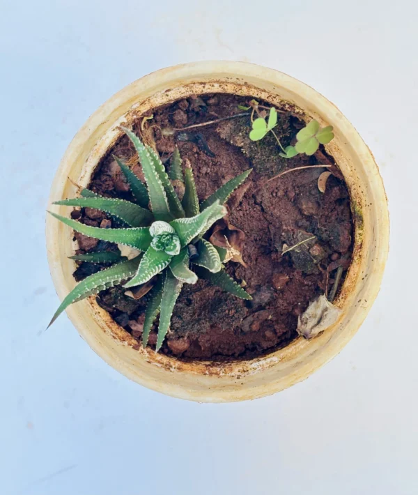 Haworthia Plant - Image 2