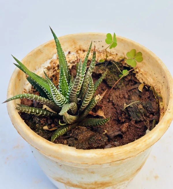 Haworthia Plant