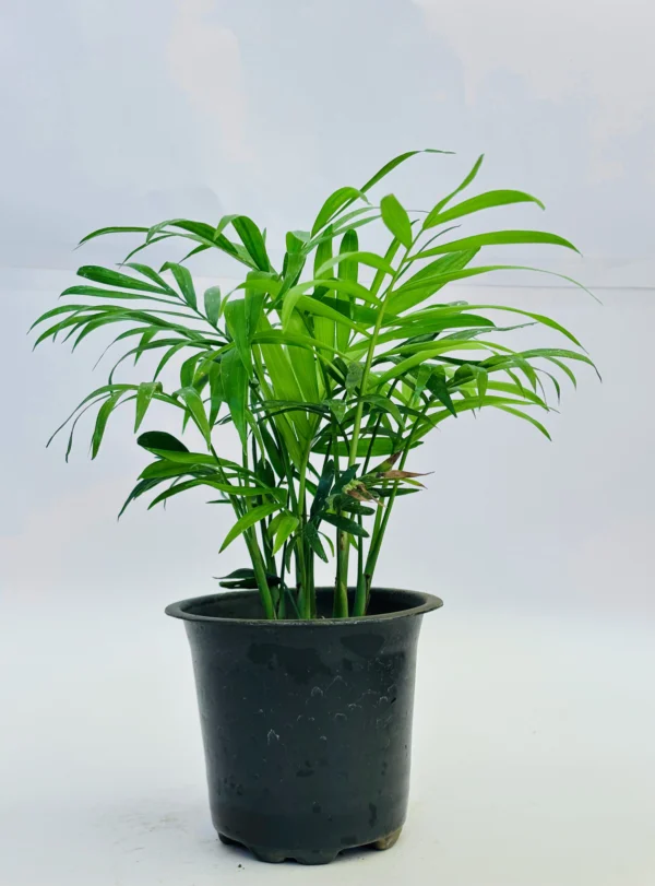Parlor Palm Plant
