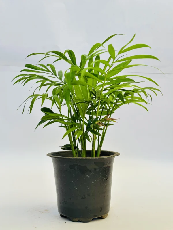 Parlor Palm Plant - Image 2