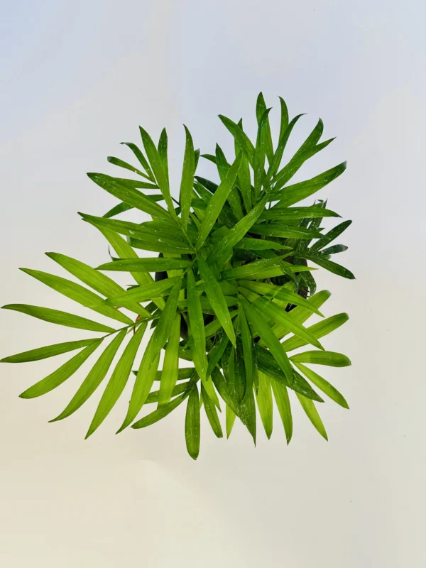 Parlor Palm Plant - Image 3