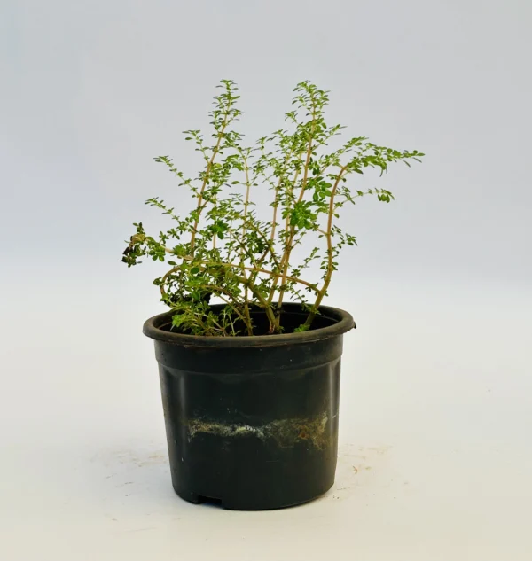 Artillery Plant / Angeloweed