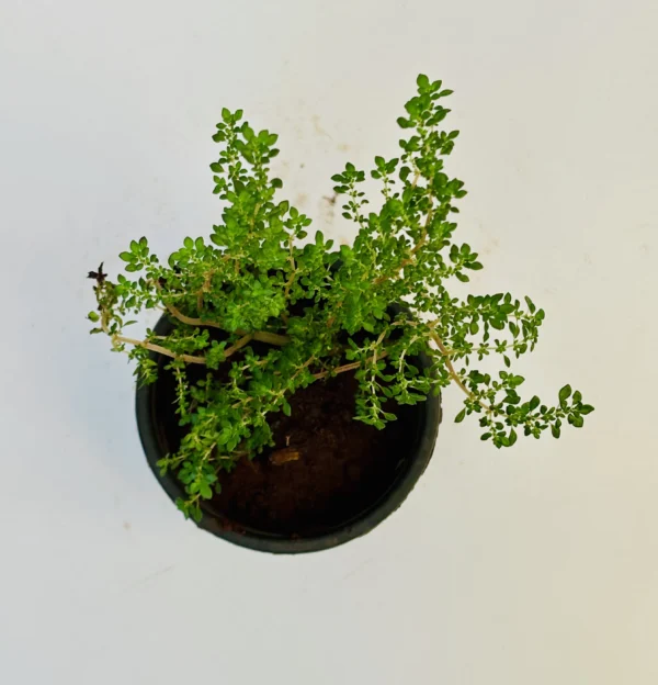 Artillery Plant / Angeloweed - Image 2