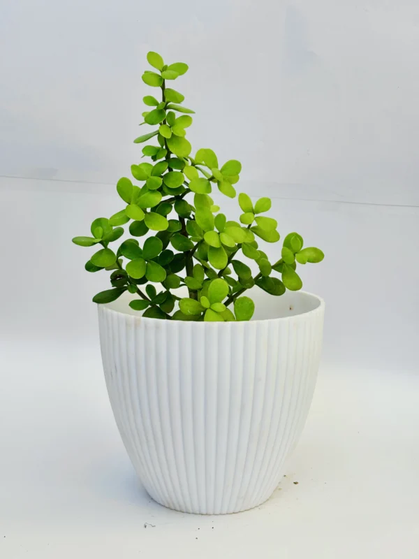 Jade Plant