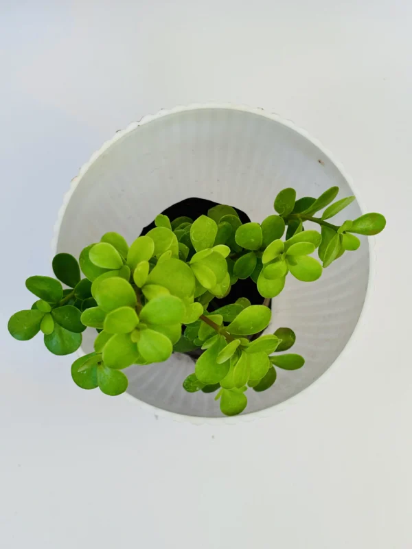 Jade Plant - Image 2