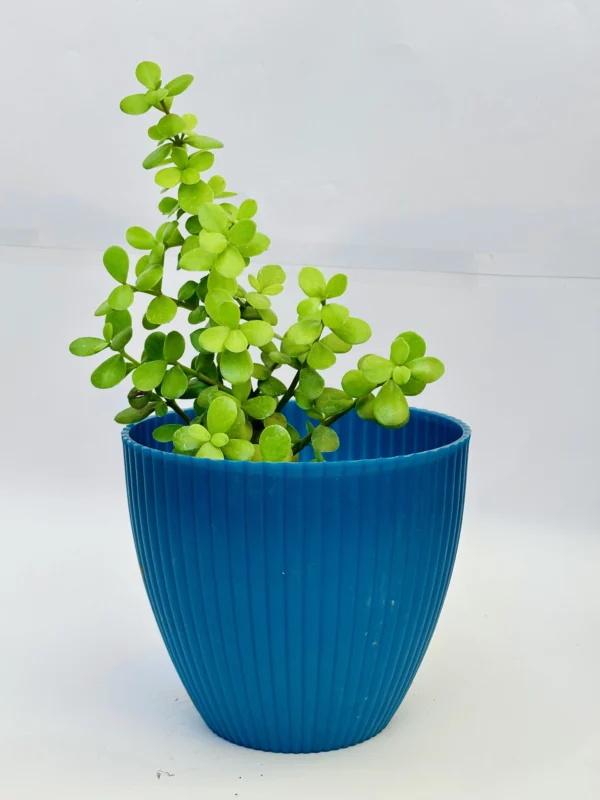 Jade Plant - Image 3