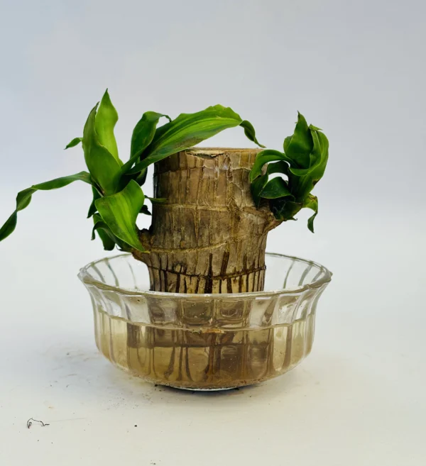 Brazilian Wood Plant / Lucky Bamboo - Image 2