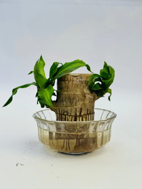 Brazilian Wood Plant / Lucky Bamboo