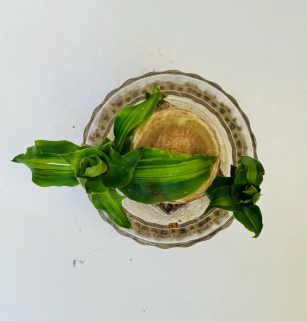 Brazilian Wood Plant / Lucky Bamboo - Image 3