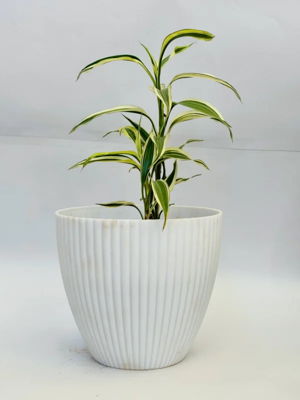 Dracaena Plant - Image 2