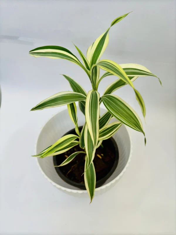 Dracaena Plant