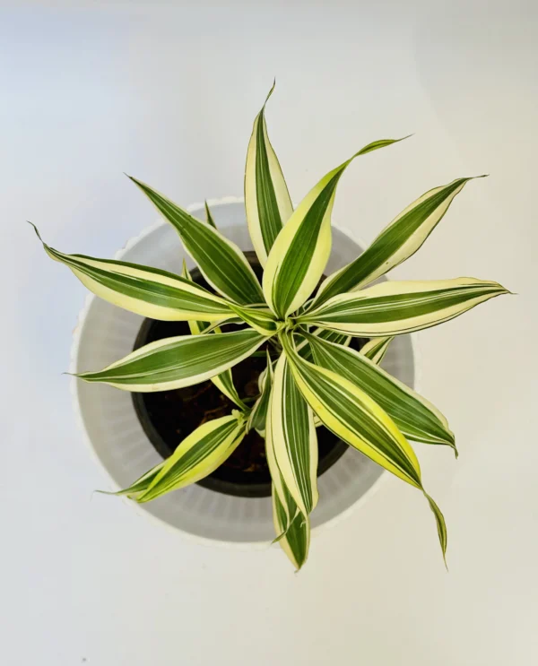 Dracaena Plant - Image 5