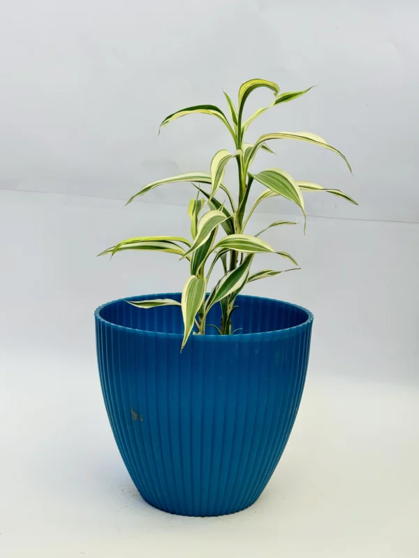 Dracaena Plant - Image 4