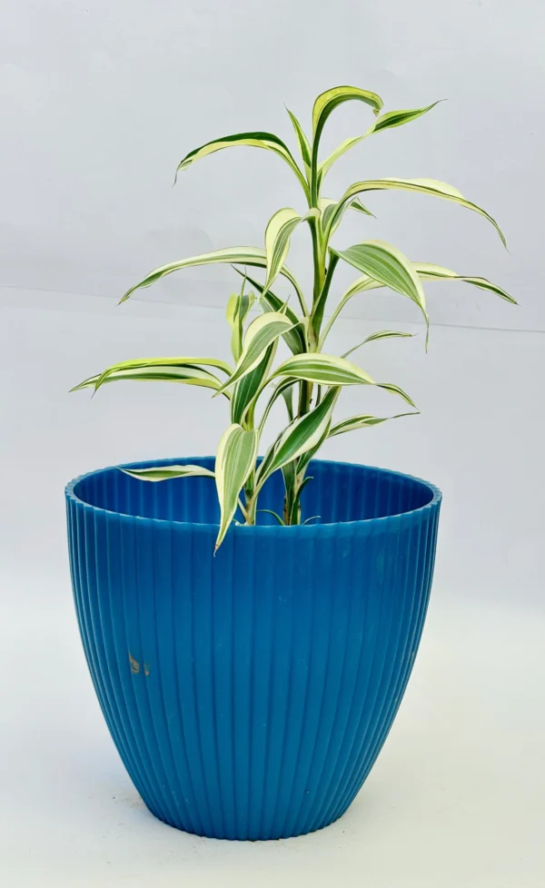 Dracaena Plant - Image 3