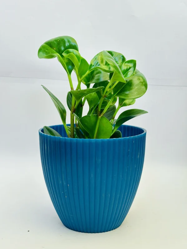 Baby Rubber Plant - Image 4