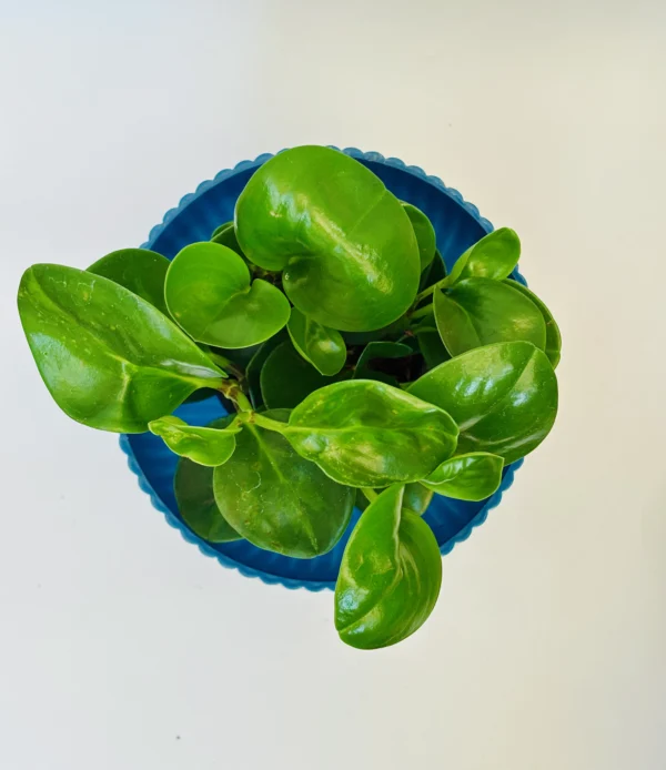 Baby Rubber Plant - Image 3