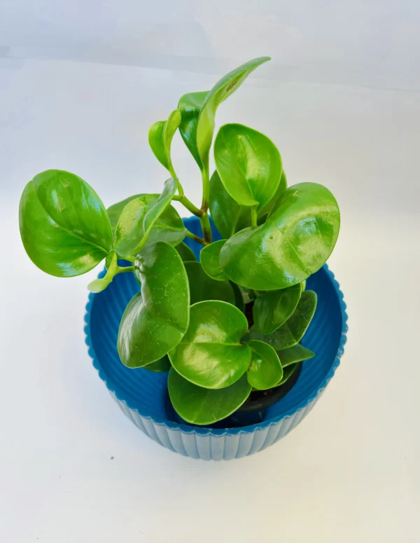 Baby Rubber Plant