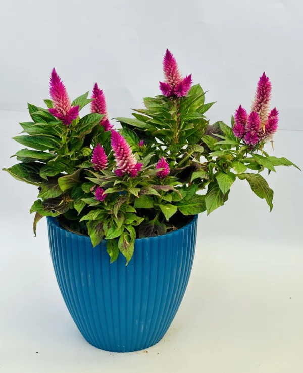 Celosia Argentea Plant - Image 2