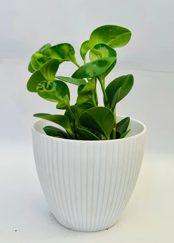Baby Rubber Plant - Image 2