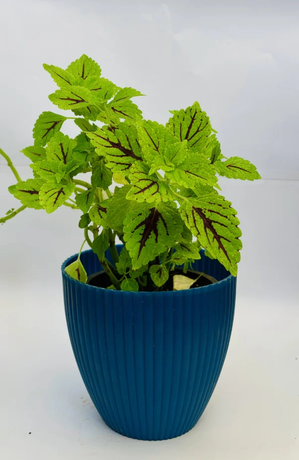 Coleus Plant - Image 2