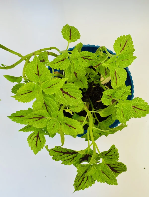 Coleus Plant - Image 3