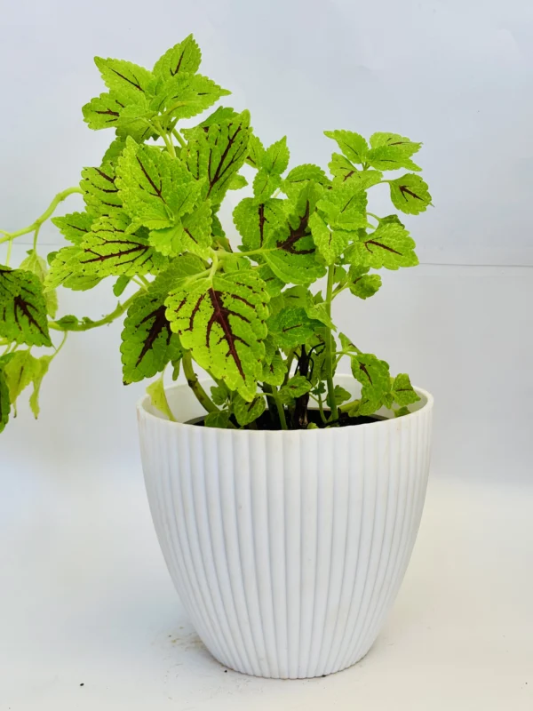 Coleus Plant - Image 4