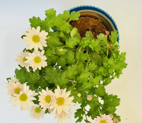 Chrysanthemums (Cream) Plant - Image 2