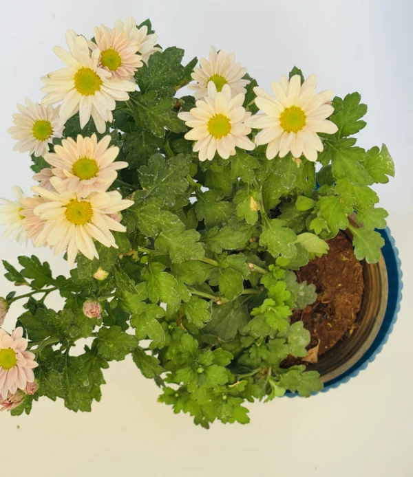 Chrysanthemums Cream White Flowering Plant