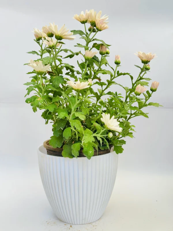 Chrysanthemums (Cream) Plant - Image 3