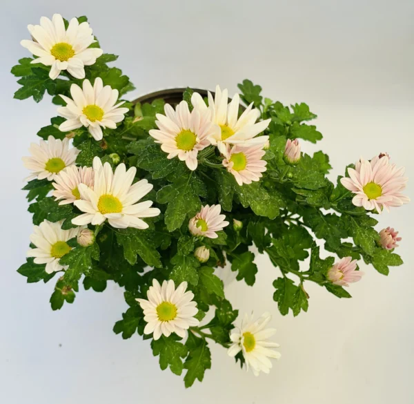 Chrysanthemums (Cream) Plant - Image 4