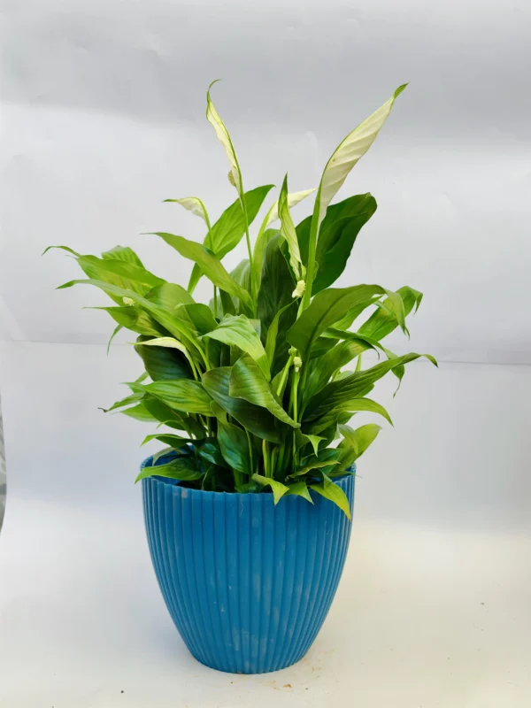 Peace Lily Plant - Image 4