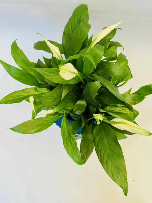 Peace Lily Plant - Image 2